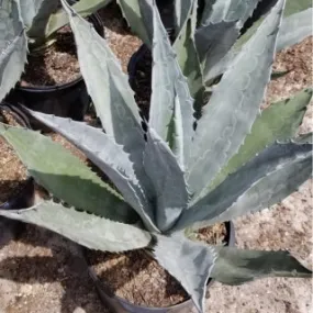 Agave Americana Blue